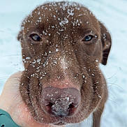 Coco is registered to the contest to win money with this photo: animal, brown_dog, canine, close_up, cute, dog, face, friendly, fur, hand, outdoor, paw, pet, portrait, snout, snow, snowflakes, snowy_background, whiskers, winter
