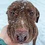 animal, brown_dog, canine, close_up, cute, dog, face, friendly, fur, hand, outdoor, paw, pet, portrait, snout, snow, snowflakes, snowy_background, whiskers, winter