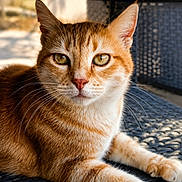 Lili participe au concours pour gagner de l'argent avec cette photo : cat, ginger_cat, orange_fur, feline, pet, animal, close_up, portrait, green_eyes, whiskers, ears, paws, lying_down, relaxed, outdoor, chair, woven_furniture, sunlight, tabby, photography