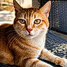 cat, ginger_cat, orange_fur, feline, pet, animal, close_up, portrait, green_eyes, whiskers, ears, paws, lying_down, relaxed, outdoor, chair, woven_furniture, sunlight, tabby, photography