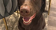 Toby is registered to the contest to win money with this photo: dog, chocolate_labrador, pet, smiling, indoor, carpet, chair, table, dining_room, floor, happy, animal, canine, fur, domestic_animal, looking_up, tongue_out, mouth_open, celebration, text_overlay