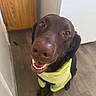 Toby joined the competition — help win amazing prizes! animal, brown_dog, cabinet, canine, close_up, clothing, dog, domestic_animal, ears, floor, fur, happy, indoor, labrador, looking_up, pet, smiling, tongue_out, wooden_floor, yellow_shirt