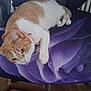 cat, orange_and_white, chair, purple_rose, pet, indoor, feline, relaxed, animal, fur, collar, domestic_cat, whiskers, paws, green_eyes, resting, cute, cozy, closeup, household