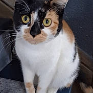 Queenie joined the competition — help win amazing prizes! cat, calico, pet, animal, feline, green_eyes, whiskers, fur, sitting, curious, indoor, closeup, paw, face, ears, tail, domestic_cat, looking, cute, alert