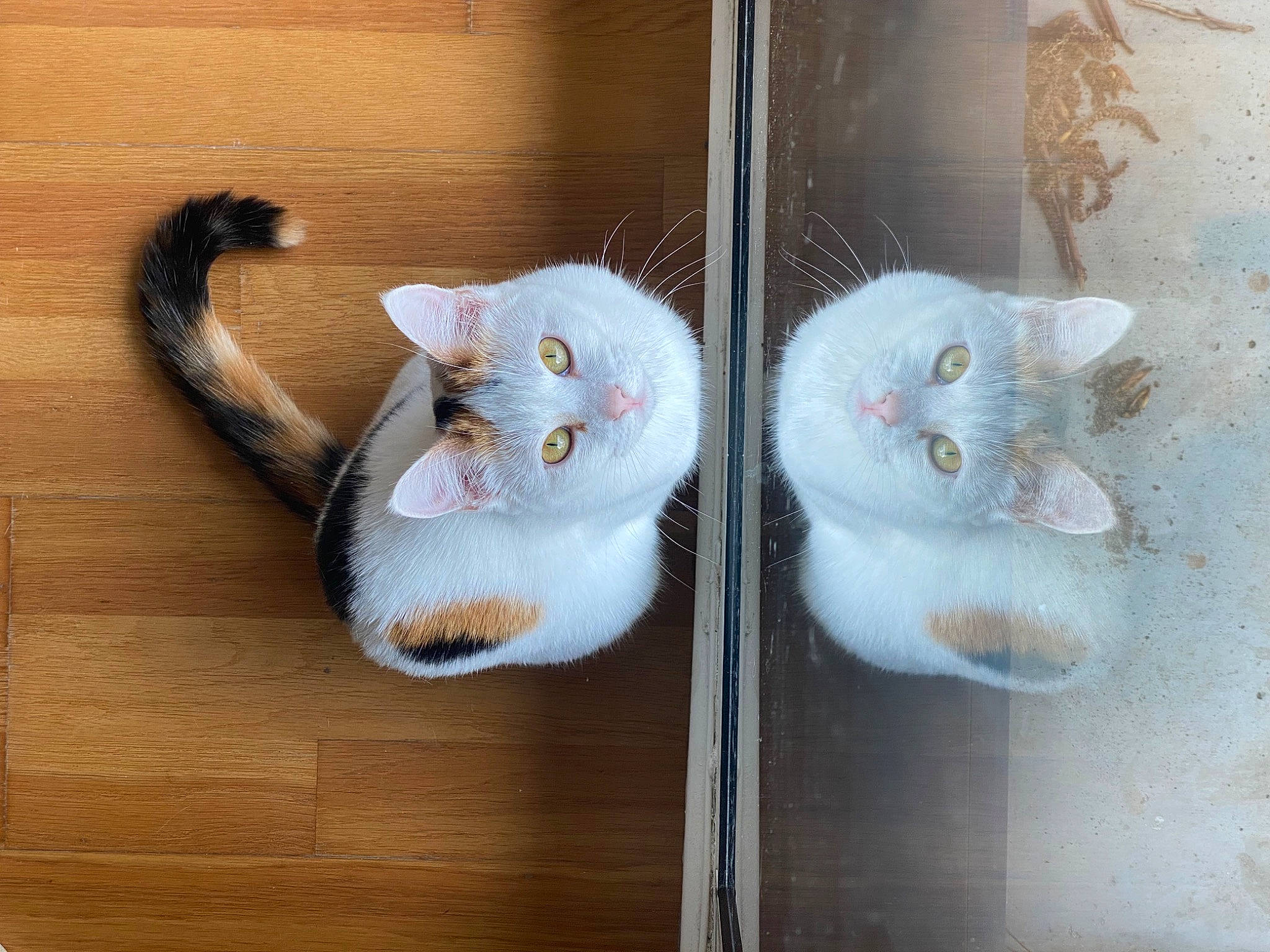 Talya a rejoint le concours — aidez-le/la à gagner de superbes lots ! carnivore, cat, domestic_short_haired_cat, felidae, flooring, fur, grey, hardwood, paw, shelf, small_to_medium_sized_cats, snout, tail, whiskers, window, wood