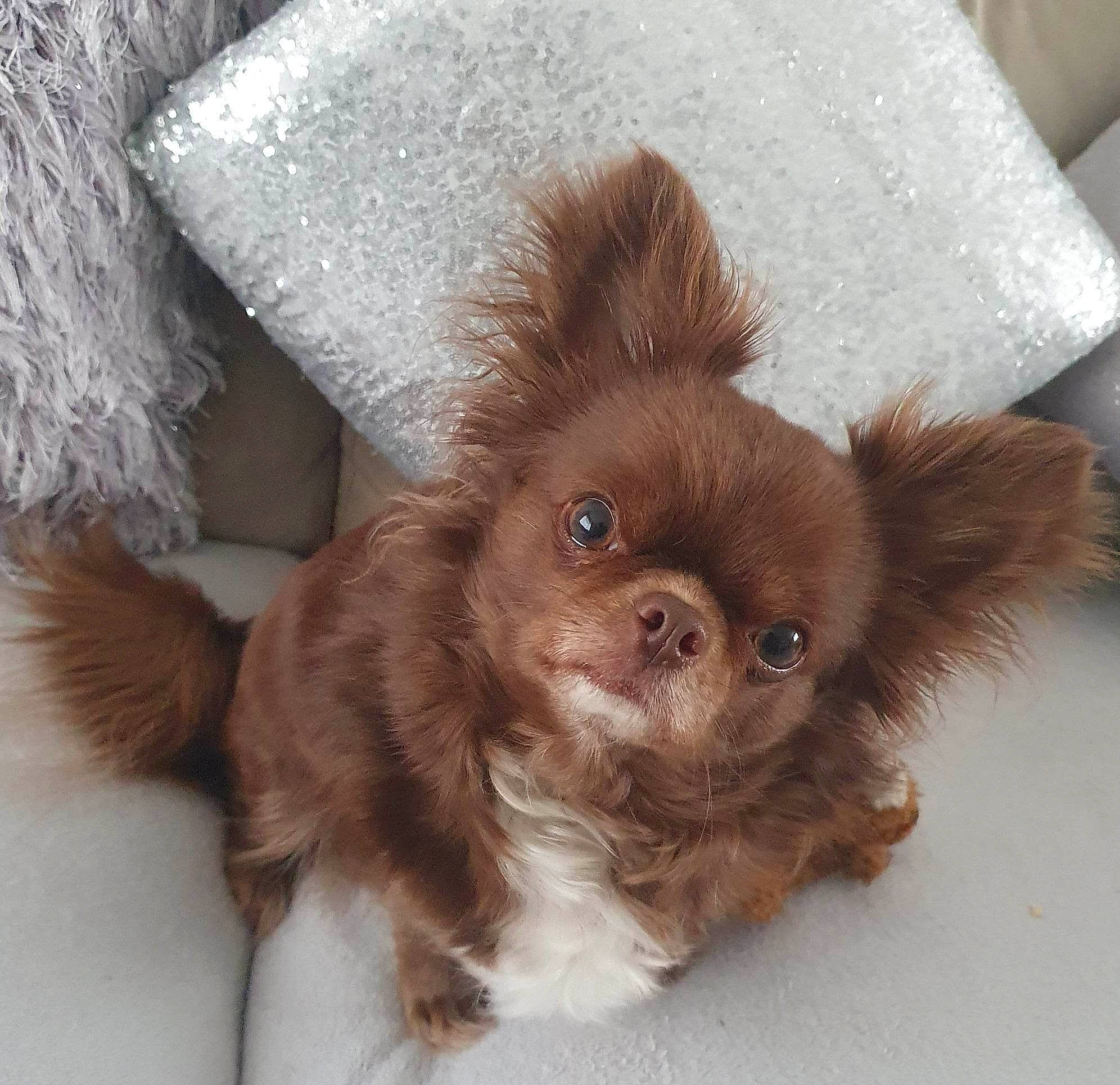 Khaleesi is registered to the contest to win money with this photo: brown, canidae, carnivore, companion_dog, dog, dog_breed, fawn, fur, liver, natural_material, snout, sporting_group, tail, terrestrial_animal, toy, toy_dog, whiskers, working_animal