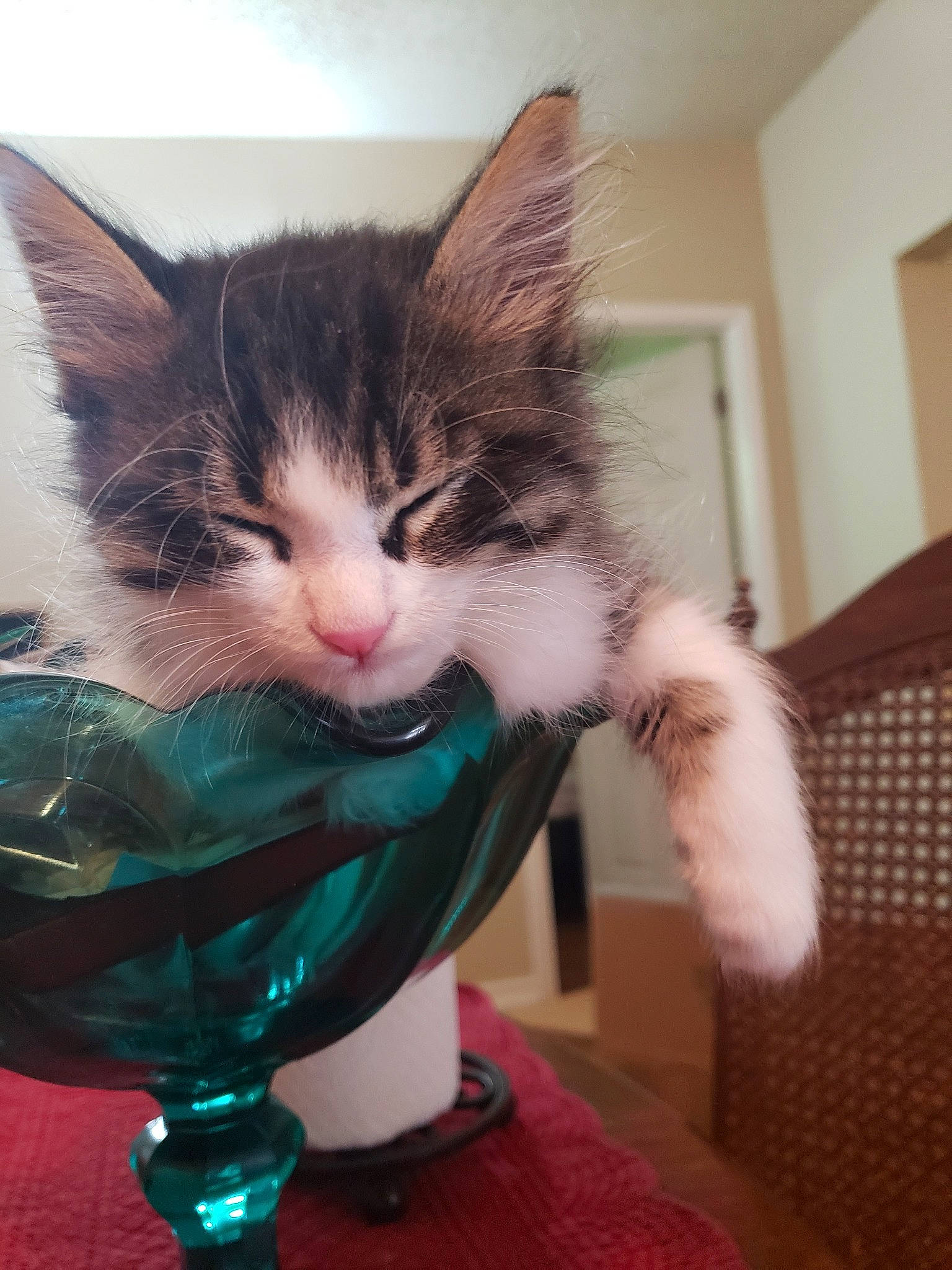 Molly is registered to the contest to win money with this photo: carnivore, cat, domestic_short_haired_cat, felidae, kitten, maine_coon, mammal, norwegian_forest_cat, small_to_medium_sized_cats, whiskers