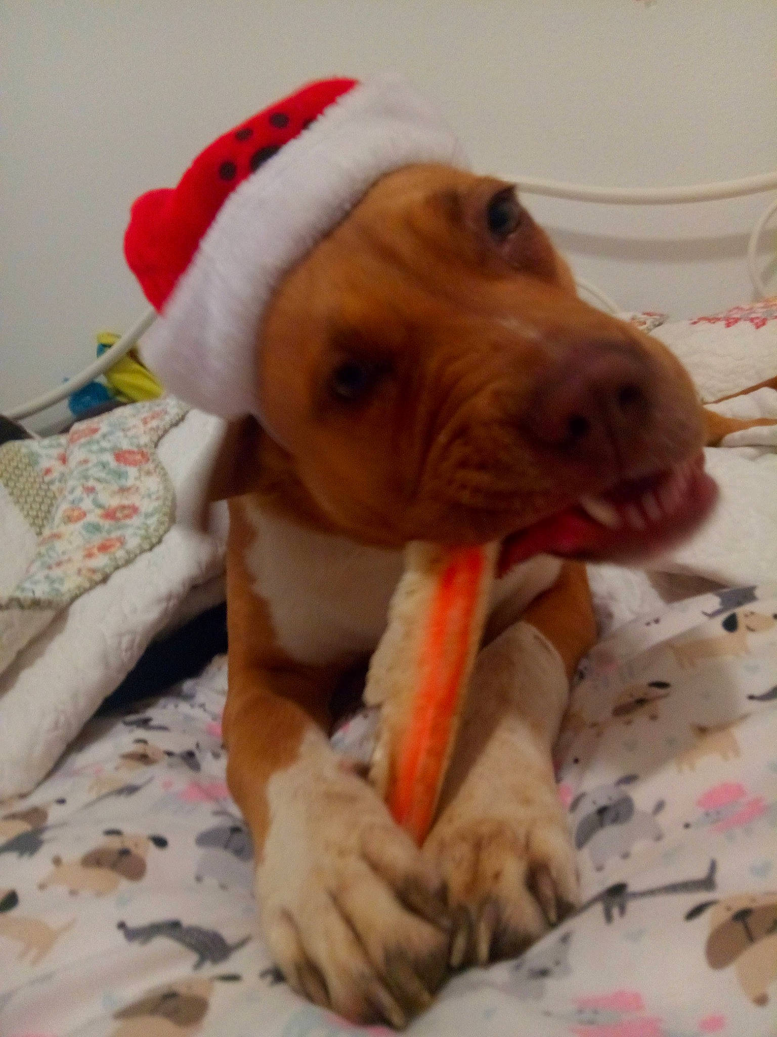 Mochi is registered to the contest to win money with this photo: canidae, carnivore, companion_dog, dog, dog_breed, fawn, mammal, nose, pit_bull, pointer, snout, sporting_group, vizsla