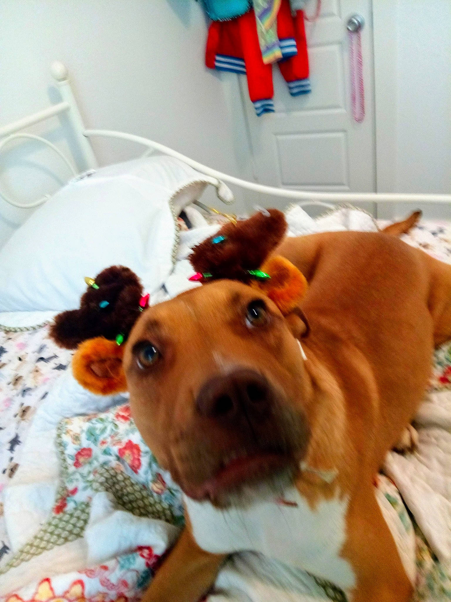 Mochi is registered to the contest to win money with this photo: american_pit_bull_terrier, american_staffordshire_terrier, canidae, carnivore, companion_dog, dog, dog_breed, ear, fawn, non_sporting_group, nose, old_english_bulldog, pit_bull, puppy, snout, stuffed_toy