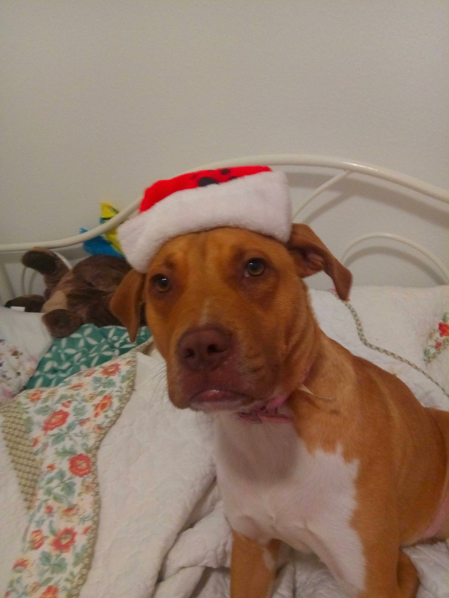 Mochi joined the competition — help win amazing prizes! american_pit_bull_terrier, bracco_italiano, braque_saint_germain, canidae, carnivore, dog, dog_breed, ear, fawn, hunting_dog, mammal, pachon_navarro, pit_bull, pointer, portuguese_pointer, rare_breed_dog, sporting_group, vertebrate, vizsla