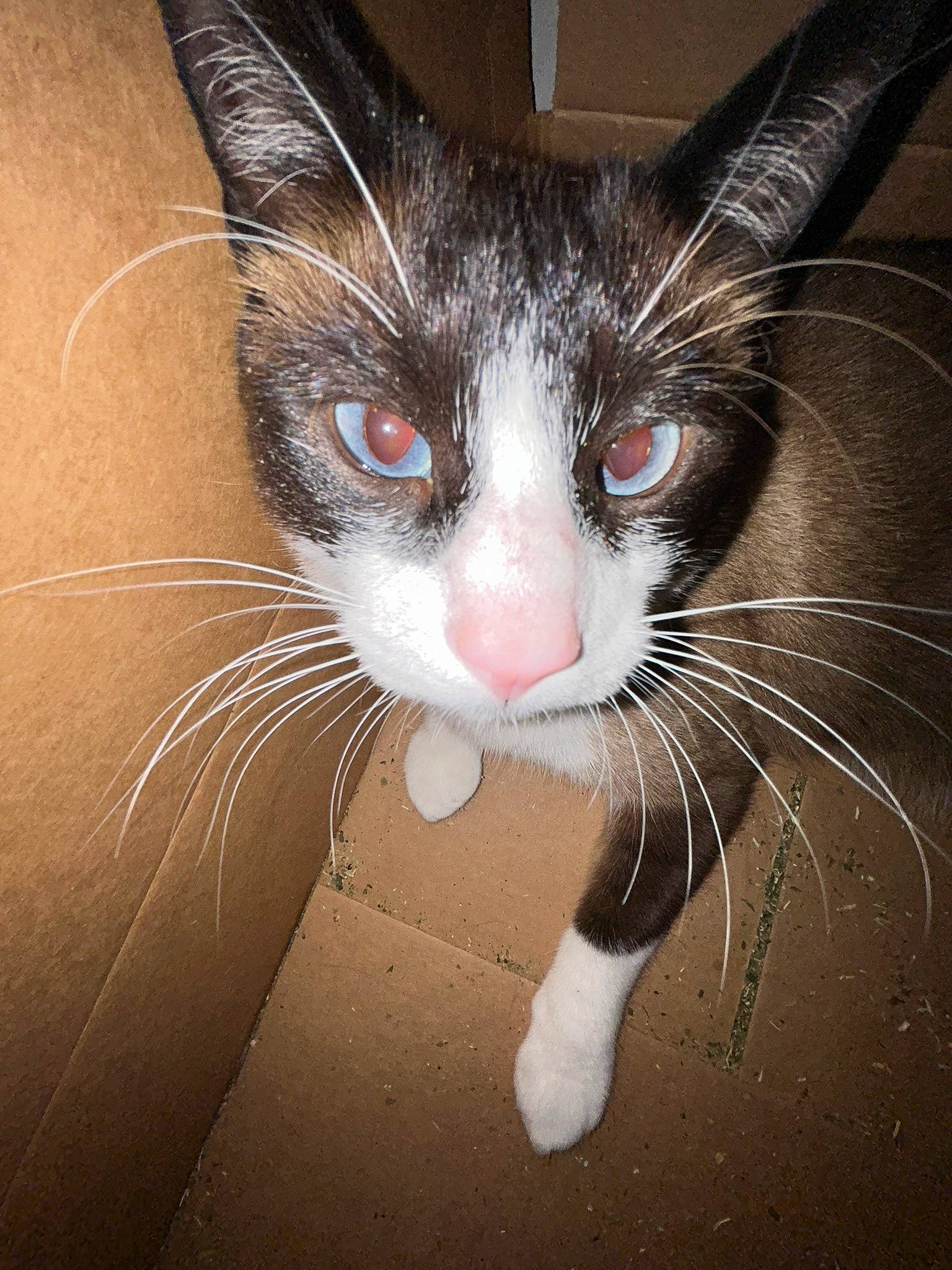 Stack joined the competition — help win amazing prizes! carnivore, cat, claw, close_up, domestic_short_haired_cat, ear, eye, felidae, foot, fur, hair, head, human_body, leg, paw, photo_caption, small_to_medium_sized_cats, snout, tail, whiskers