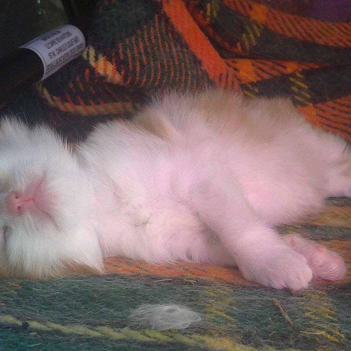 Prince