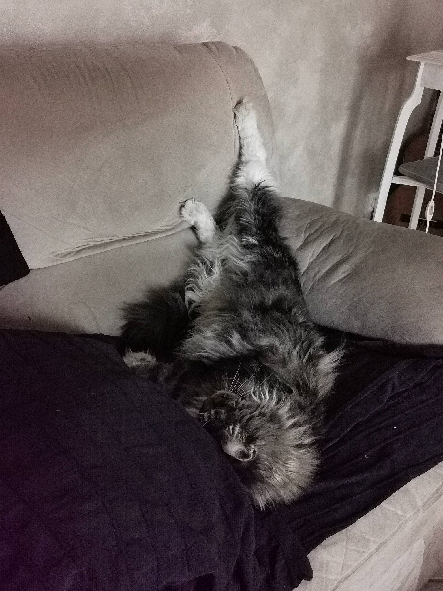 Fripouille participe au concours pour gagner de l'argent avec cette photo : carnivore, comfort, companion_dog, couch, dog, dog_breed, felidae, fur, furniture, grey, human_leg, monochrome, monochrome_photography, small_terrier, small_to_medium_sized_cats, snout, style, tail, terrier, toy_dog