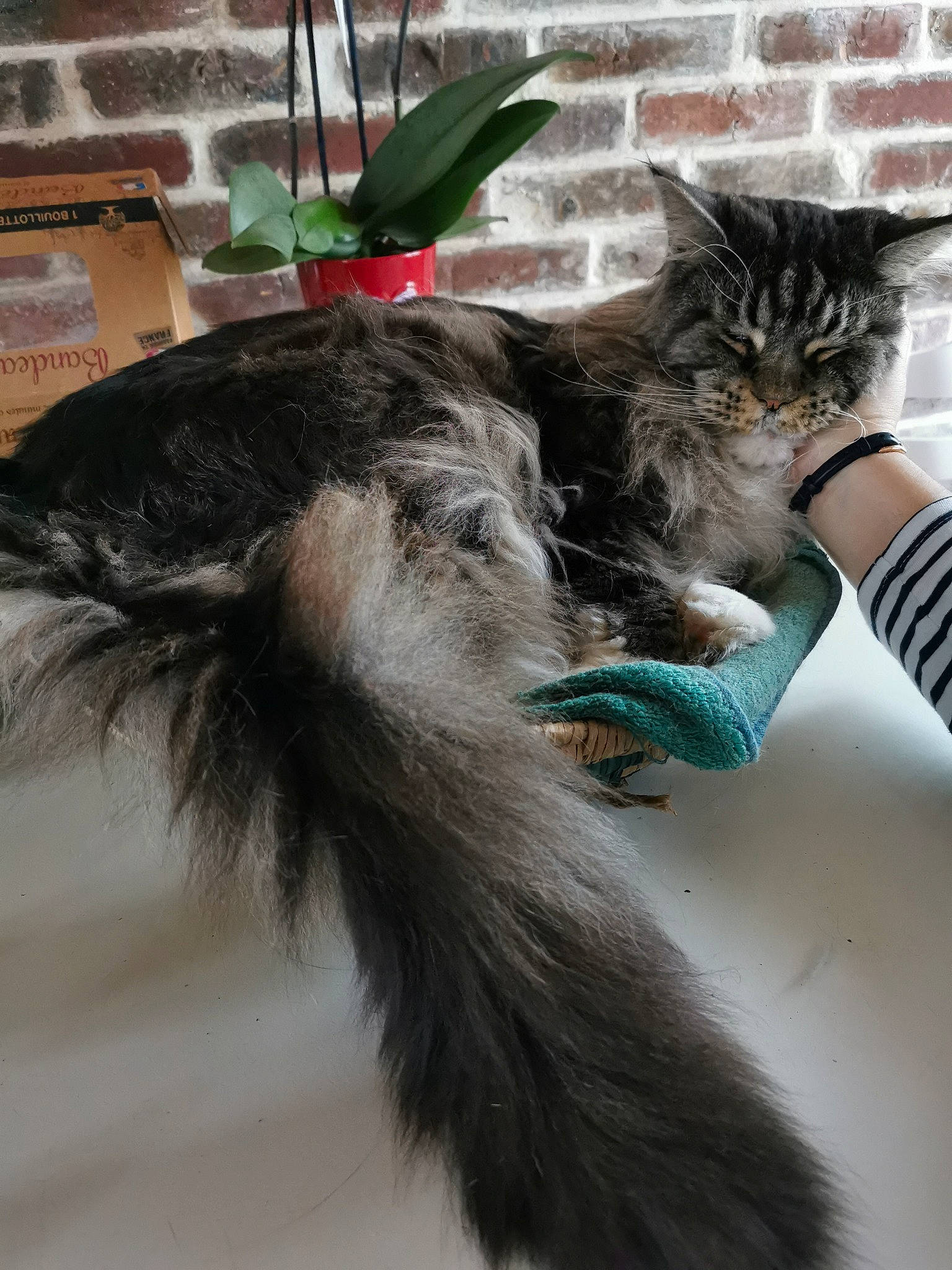 Fripouille a rejoint le concours — aidez-le/la à gagner de superbes lots ! carnivore, cat, claw, dog_breed, domestic_short_haired_cat, fawn, felidae, flowerpot, fur, grey, houseplant, mammal, natural_material, paw, plant, small_to_medium_sized_cats, snout, tail, whiskers, window