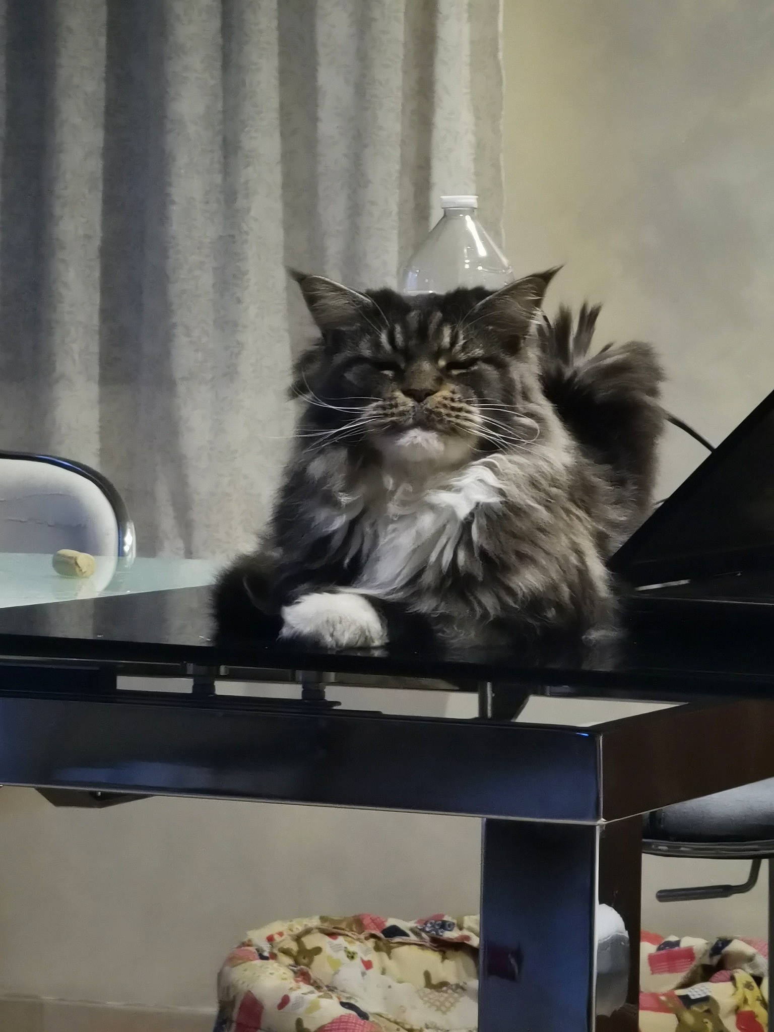 Fripouille participe au concours pour gagner de l'argent avec cette photo : box, carnivore, cat, coffee_table, curtain, domestic_short_haired_cat, felidae, fur, grey, monochrome, monochrome_photography, room, shelf, shelving, sitting, small_to_medium_sized_cats, style, table, tail, whiskers