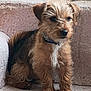 dog, puppy, stair, fur, collar, pet, animal, brown, curious, sitting, indoor, small, cute, furry, ears, legs, tail, whiskers, nose, eyes