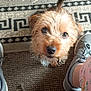 dog, puppy, carpet, rug, shoes, sneakers, paw, fur, looking_up, brown_fur, indoor, floor, patterned_rug, curious, pet, small_dog, human_leg, casual, cozy, home