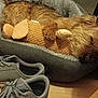 dog, sleeping, plush_toy, dog_bed, sneakers, floor, wooden_floor, indoor, cozy, resting, brown_fur, pet, toy, shoes, gray_shoes, adidas, relaxing, napping, furry, bed