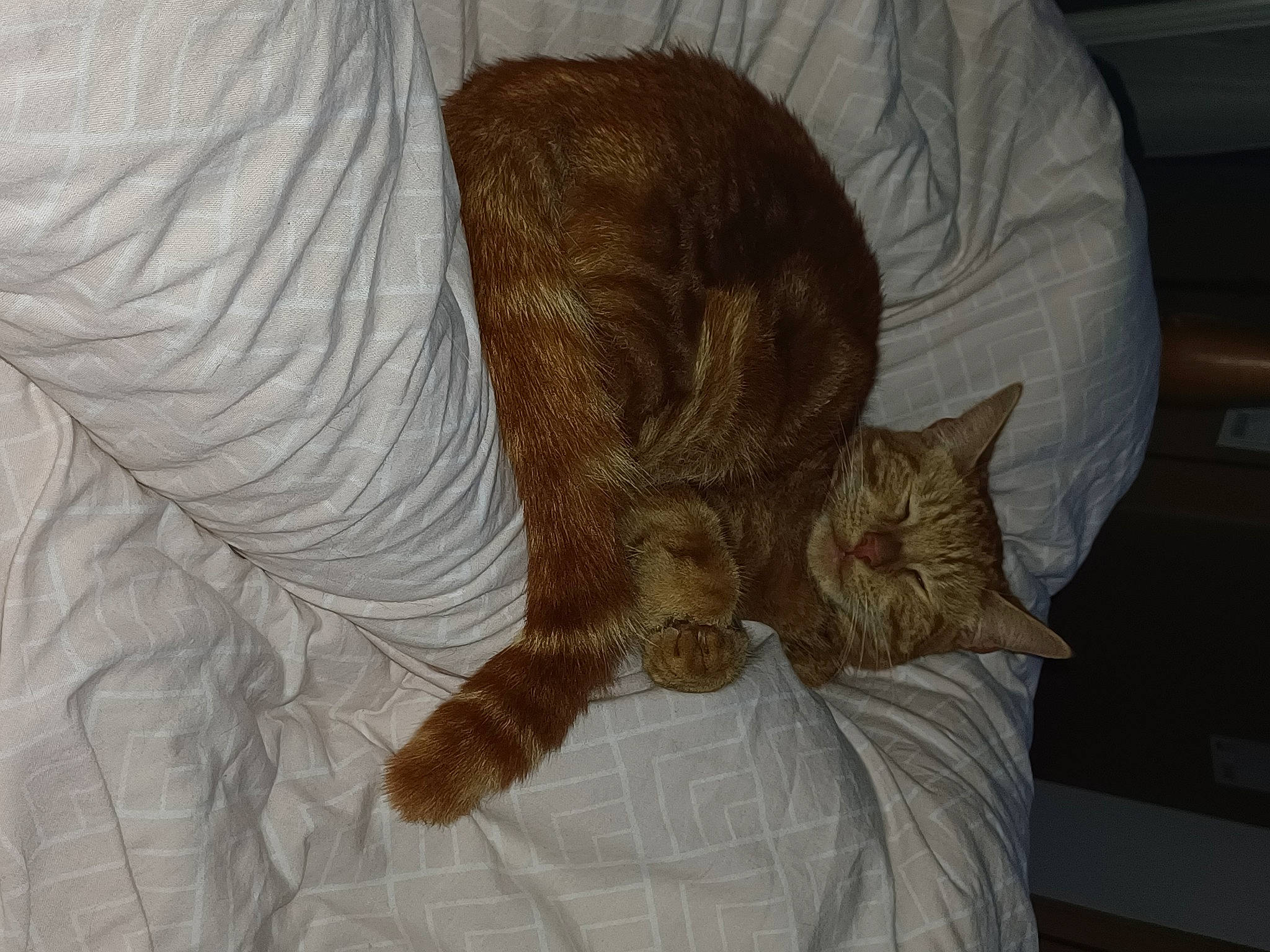 Simba is registered to the contest to win money with this photo: bedding, carnivore, cat, claw, comfort, couch, domestic_short_haired_cat, felidae, flooring, fur, hardwood, human_leg, linens, nap, room, small_to_medium_sized_cats, tail, terrestrial_animal, whiskers, wood
