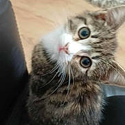 Nala is registered to the contest to win money with this photo: cat, kitten, tabby, curious, wide_eyes, head_tilt, indoor, floor, rug, blanket, floral_pattern, lap, cozy, pet, whiskers, feline, cute, young_cat, fur, domestic_animal