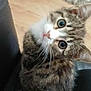 cat, kitten, tabby, curious, wide_eyes, head_tilt, indoor, floor, rug, blanket, floral_pattern, lap, cozy, pet, whiskers, feline, cute, young_cat, fur, domestic_animal