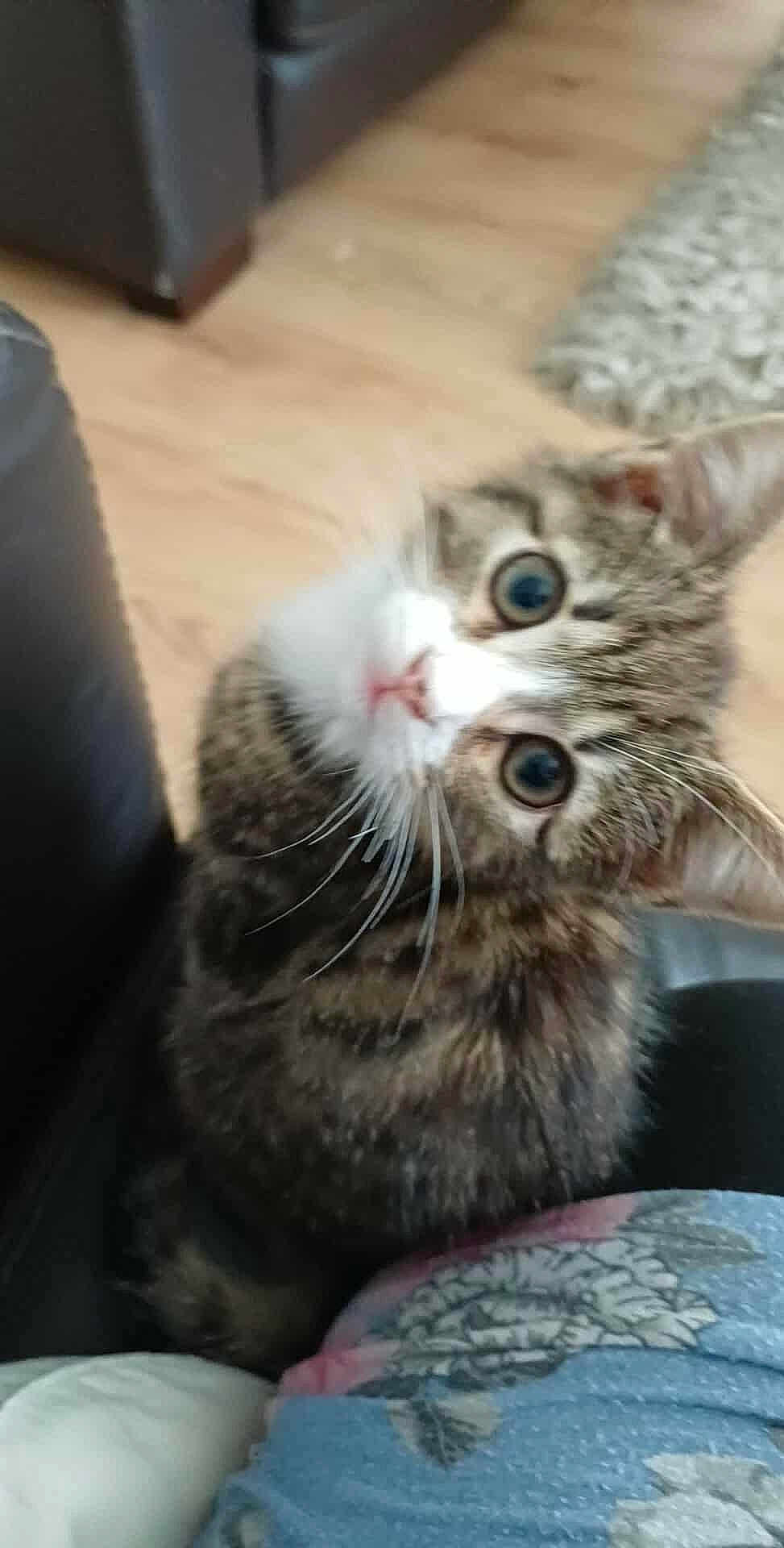 Nala
