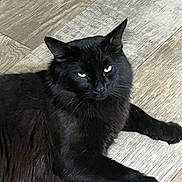 Beauty joined the competition — help win amazing prizes! animal, black_cat, black_fur, cat, close_up, ears, eyes, face, feline, fur, home, indoor, lounging, lying_down, paws, pet, photography, portrait, whiskers, wooden_floor