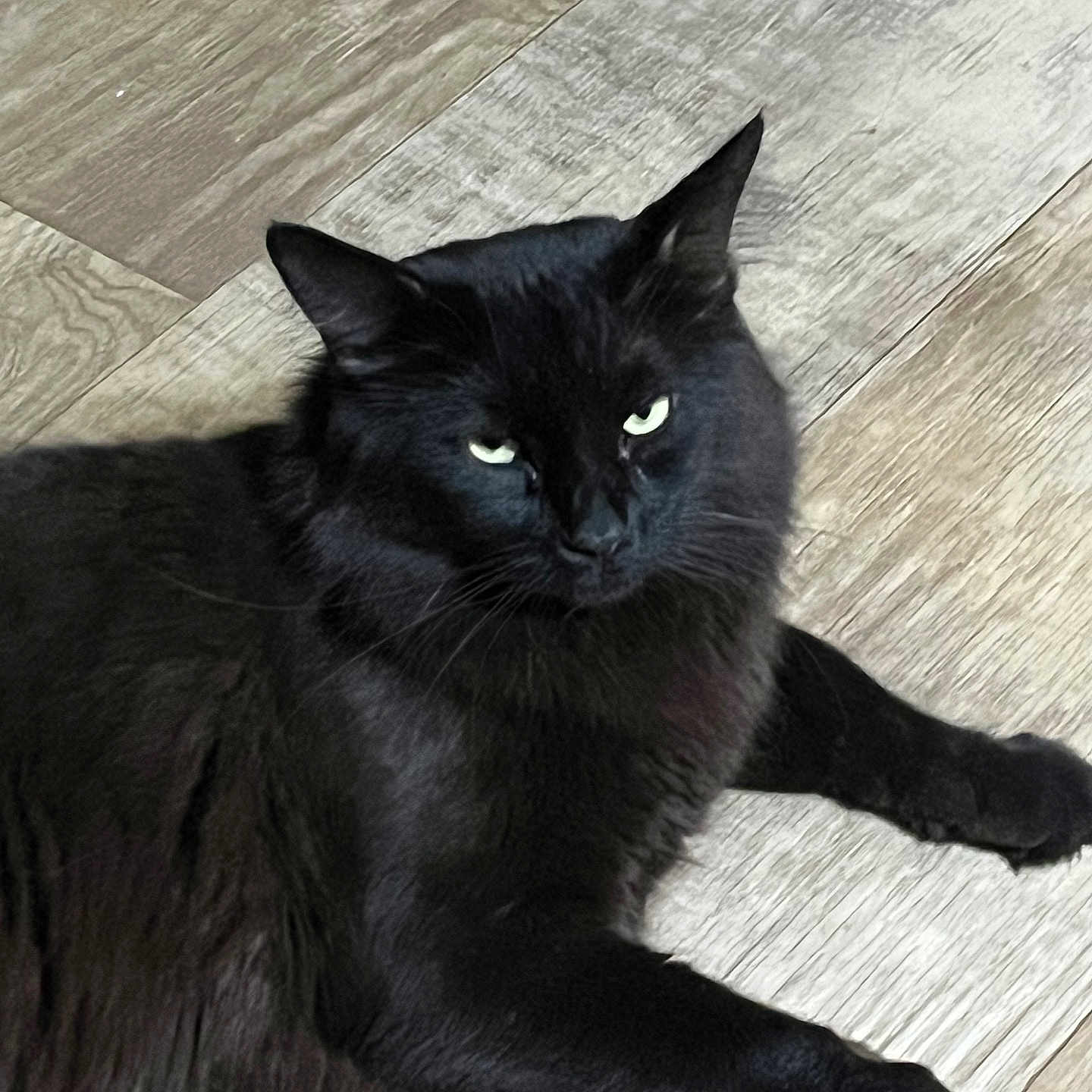Beauty joined the competition — help win amazing prizes! animal, black_cat, black_fur, cat, close_up, ears, eyes, face, feline, fur, home, indoor, lounging, lying_down, paws, pet, photography, portrait, whiskers, wooden_floor