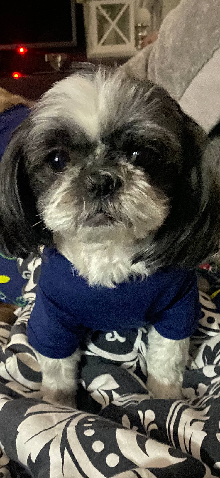 Nancy joined the competition — help win amazing prizes! canidae, carnivore, companion_dog, dog, dog_breed, dog_supply, fur, hair, liver, maltepoo, puppy, shih_poo, shih_tzu, small_terrier, snout, sporting_group, terrestrial_animal, terrier, toy_dog, working_animal