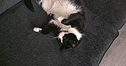 Stormi Reign is registered to the contest to win money with this photo: cat, black_and_white, couch, indoor, relaxed, pet, fur, floor, wood_floor, clothing, paw, belly_up, home, cozy, resting, living_room, animal, feline, domestic_animal, foot