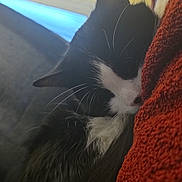 Stormi Reign joined the competition — help win amazing prizes! cat, sleeping, black_and_white, fur, whiskers, blanket, red, texture, indoor, cozy, resting, animal, pet, closeup, soft_light, yellow_wall, blue_light, quiet, peaceful, comfortable