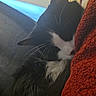cat, sleeping, black_and_white, fur, whiskers, blanket, red, texture, indoor, cozy, resting, animal, pet, closeup, soft_light, yellow_wall, blue_light, quiet, peaceful, comfortable