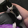 cat, black_and_white_cat, pet, animal, feline, person, hand, arm, clothing, purple_shirt, gray_pants, indoor, curious, cute, whiskers, paw, fur, holding, close_up, domestic_animal