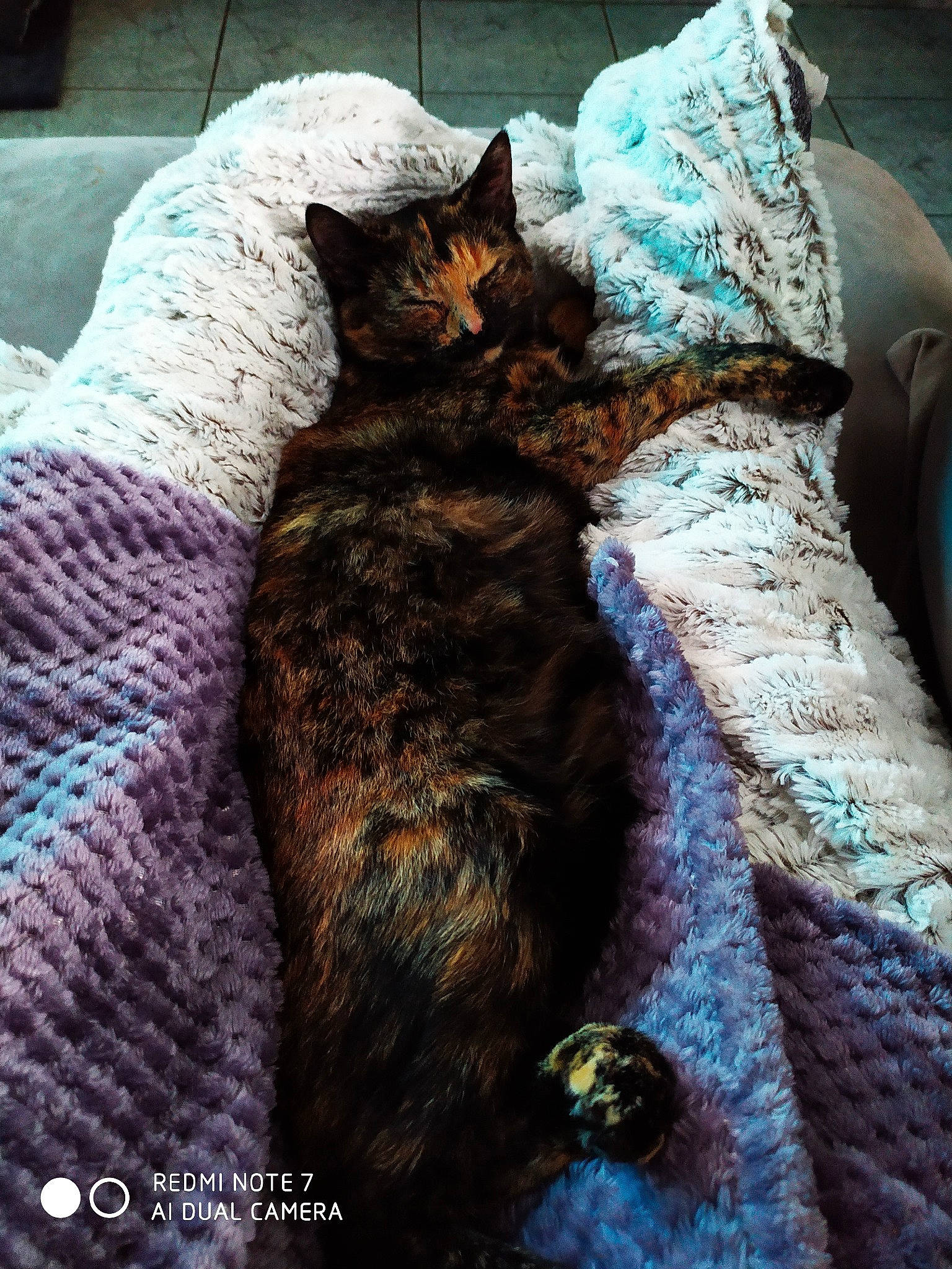 Turtlle participe au concours pour gagner de l'argent avec cette photo : black_cat, carnivore, cat, domestic_short_haired_cat, european_shorthair, felidae, fur, german_rex, kitten, knitting, nap, pixie_bob, room, sleep, small_to_medium_sized_cats, tabby_cat, textile, whiskers