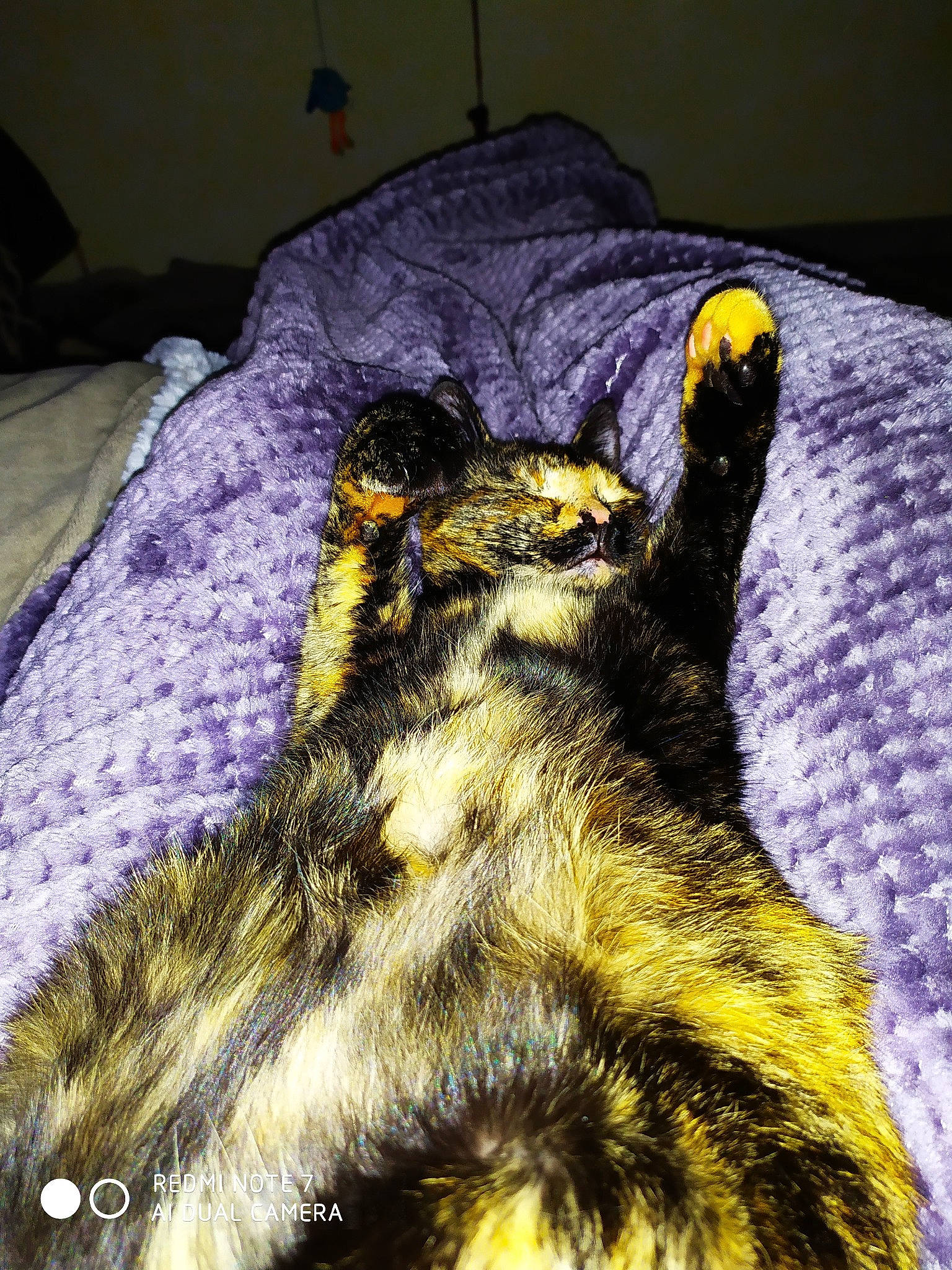 Turtlle participe au concours pour gagner de l'argent avec cette photo : canidae, carnivore, fur, whiskers