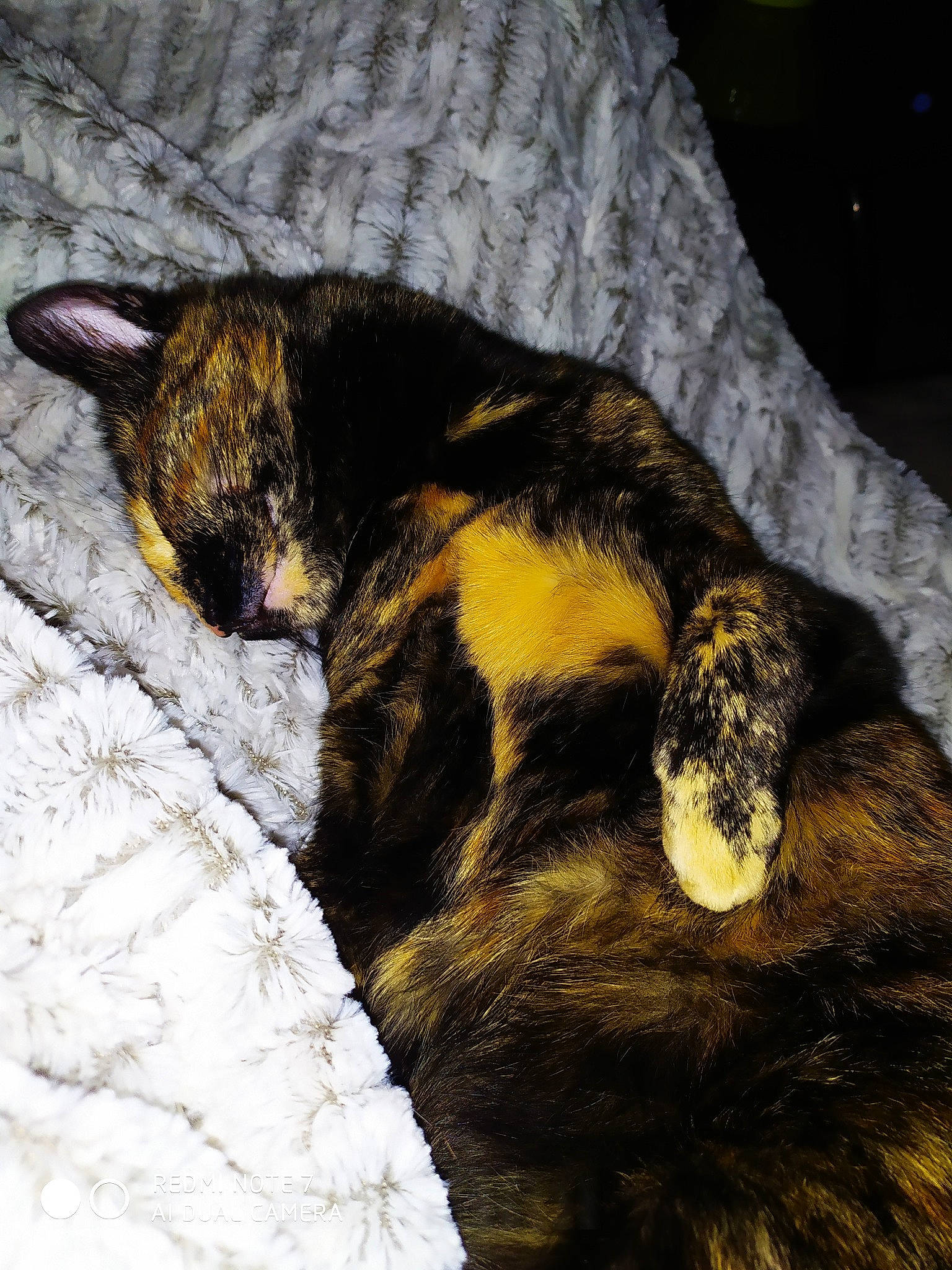 Turtlle a rejoint le concours — aidez-le/la à gagner de superbes lots ! asian, carnivore, cat, claw, domestic_short_haired_cat, ear, european_shorthair, eye, felidae, fur, german_rex, nap, paw, sleep, small_to_medium_sized_cats, snout, tail, whiskers