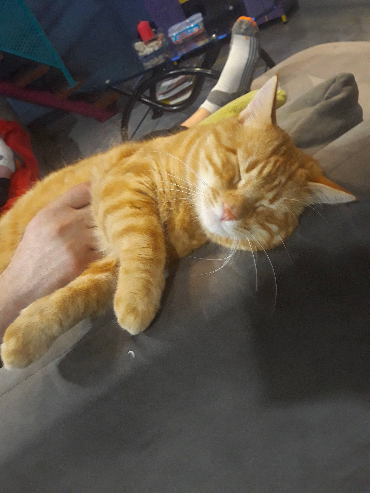 Moumoune participe au concours pour gagner de l'argent avec cette photo : aegean_cat, carnivore, cat, claw, domestic_short_haired_cat, ear, european_shorthair, fawn, felidae, fur, german_rex, kitten, organism, paw, polydactyl_cat, small_to_medium_sized_cats, snapshot, tabby_cat, tail, whiskers