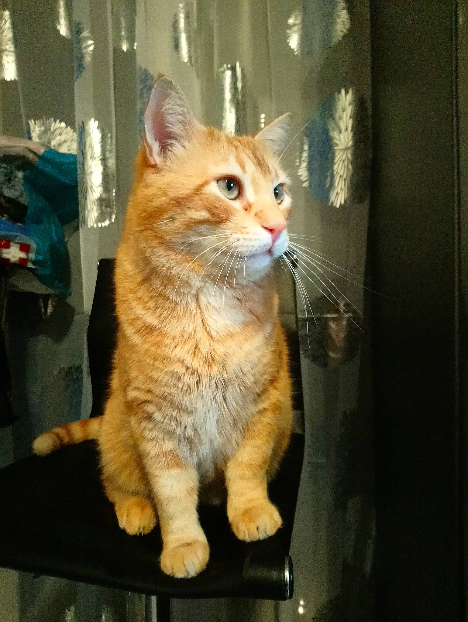 Moumoune participe au concours pour gagner de l'argent avec cette photo : aegean_cat, asian, australian_mist, carnivore, cat, cymric, domestic_short_haired_cat, european_shorthair, fawn, felidae, german_rex, kitten, kurilian_bobtail, mammal, ojos_azules, polydactyl_cat, small_to_medium_sized_cats, snout, tabby_cat, whiskers