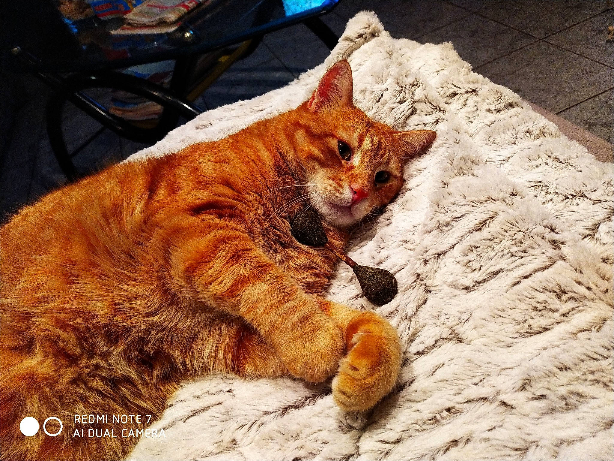 Moumoune a rejoint le concours — aidez-le/la à gagner de superbes lots ! aegean_cat, american_shorthair, arabian_mau, asian, carnivore, cat, claw, domestic_short_haired_cat, dragon_li, european_shorthair, eye, felidae, fur, german_rex, kitten, sitting, small_to_medium_sized_cats, snapshot, tabby_cat, whiskers