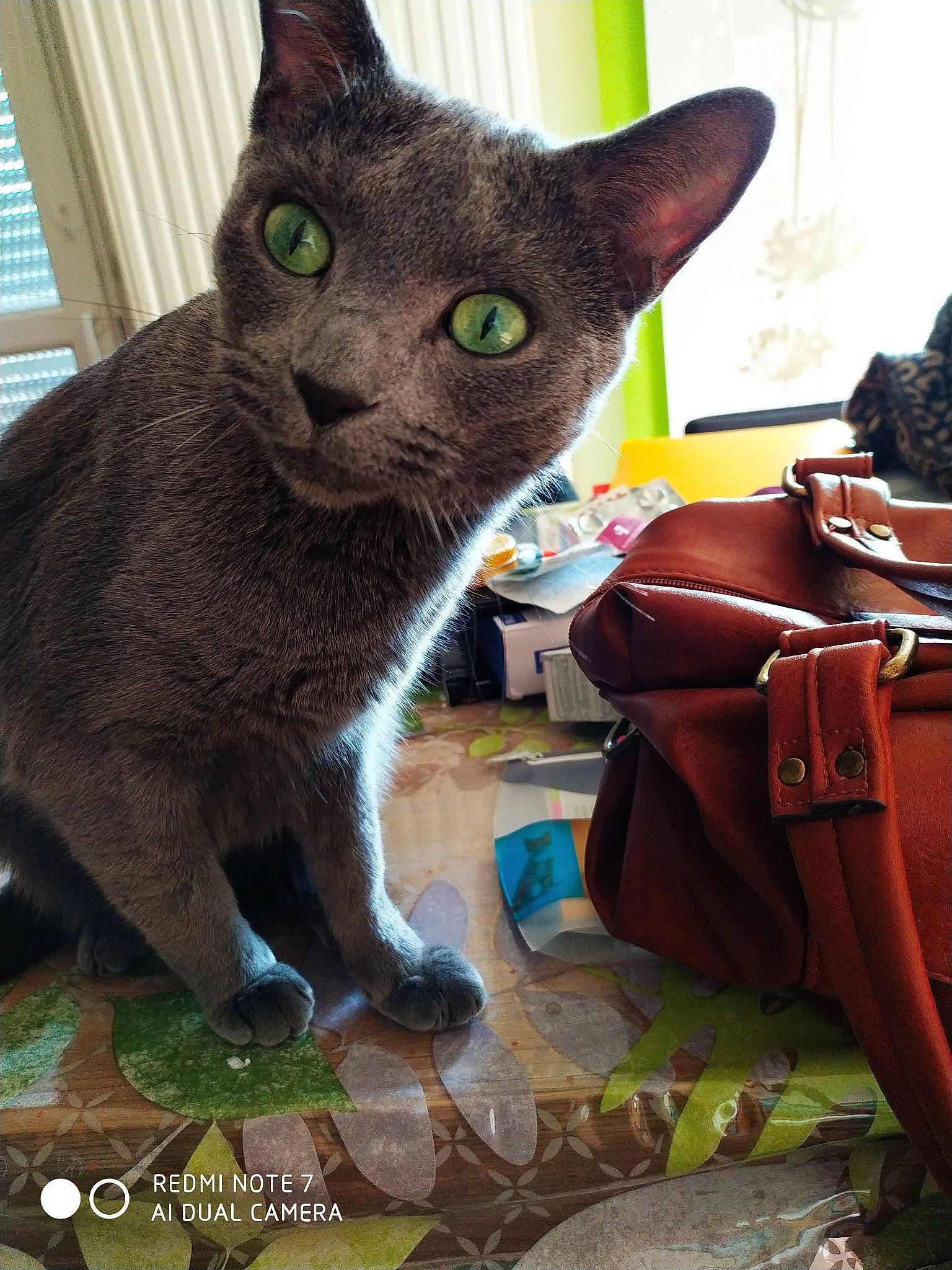 Nemo participe au concours pour gagner de l'argent avec cette photo : asian, burmese, carnivore, cat, devon_rex, domestic_short_haired_cat, felidae, german_rex, havana_brown, javanese, korat, mammal, nebelung, oriental_shorthair, russian_blue, small_to_medium_sized_cats, tonkinese, vertebrate, whiskers