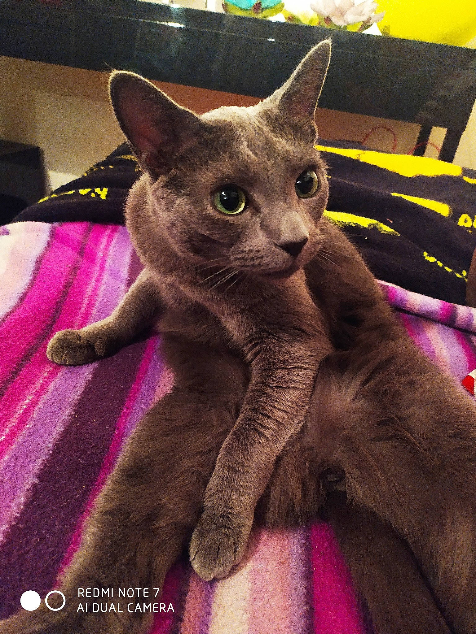 Nemo a rejoint le concours — aidez-le/la à gagner de superbes lots ! asian, burmese, carnivore, cat, chartreux, domestic_short_haired_cat, felidae, german_rex, havana_brown, korat, mammal, oriental_shorthair, russian_blue, small_to_medium_sized_cats, vertebrate, whiskers