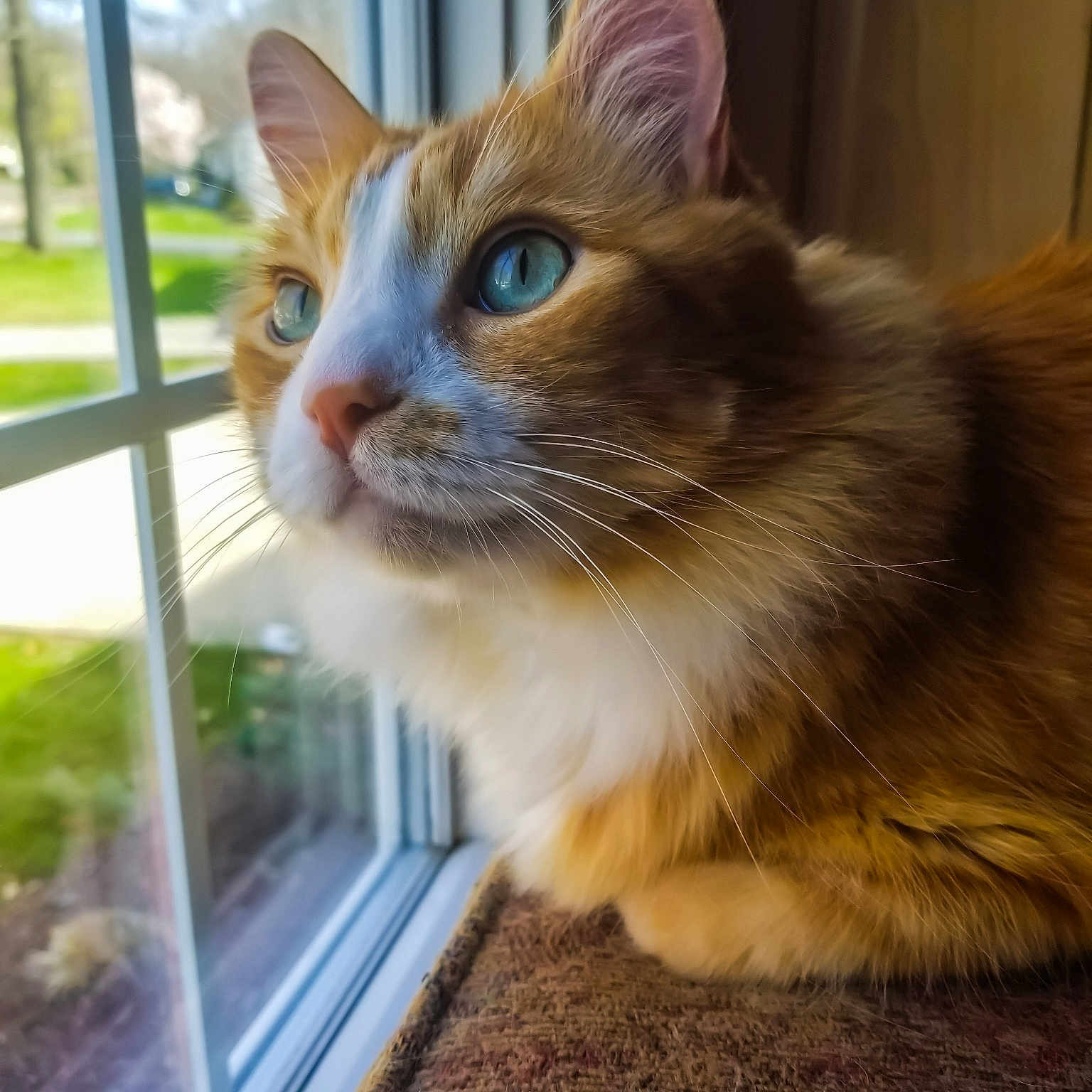 Shooter is registered to the contest to win money with this photo: aegean_cat, cat, cat_like_mammal, domestic_long_haired_cat, domestic_short_haired_cat, fauna, fur, kitten, norwegian_forest_cat, ragdoll, small_to_medium_sized_cats, snout, whiskers
