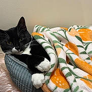 Rainbow joined the competition — help win amazing prizes! animal, bed, black_and_white, blanket, cat, cozy, cute, domestic_cat, feline, furry, indoor, orange_pattern, paws, pet, relaxed, resting, sleepy, soft_texture, tuxedo_cat, whiskers