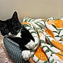 animal, bed, black_and_white, blanket, cat, cozy, cute, domestic_cat, feline, furry, indoor, orange_pattern, paws, pet, relaxed, resting, sleepy, soft_texture, tuxedo_cat, whiskers