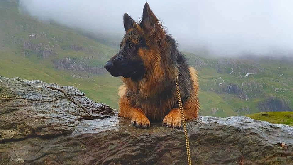Floyd is registered to the contest to win money with this photo: canidae, carnivore, dog, dog_breed, east_european_shepherd, fog, german_shepherd_dog, giant_dog_breed, herding_dog, king_shepherd, mountain, old_german_shepherd_dog, rock, sky, snout, sporting_group, wildlife, wood, working_animal, working_dog