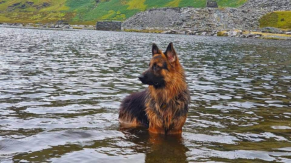 Floyd joined the competition — help win amazing prizes! body_of_water, canidae, carnivore, dog, dog_breed, east_european_shepherd, fawn, german_shepherd_dog, herding_dog, king_shepherd, lake, old_german_shepherd_dog, plant, snout, sporting_group, tree, water, water_resources, watercourse, working_animal