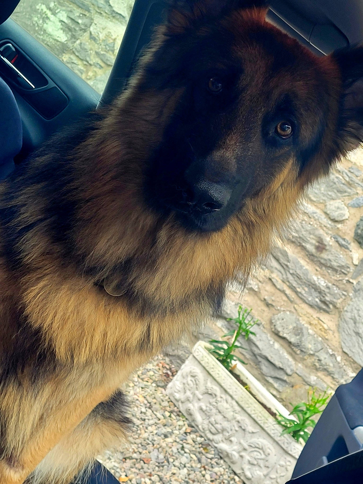 Floyd joined the competition — help win amazing prizes! canidae, carnivore, companion_dog, dog, dog_breed, fawn, fur, herding_dog, pet_supply, snout, sporting_group, square, terrestrial_animal, whiskers, working_animal, working_dog