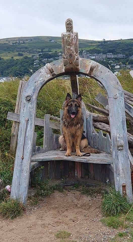 Floyd joined the competition — help win amazing prizes! arch, art, canidae, carnivore, cloud, companion_dog, cross, dog, dog_breed, fawn, grass, landscape, plant, rock, sculpture, sky, sporting_group, terrestrial_animal, wood, working_animal