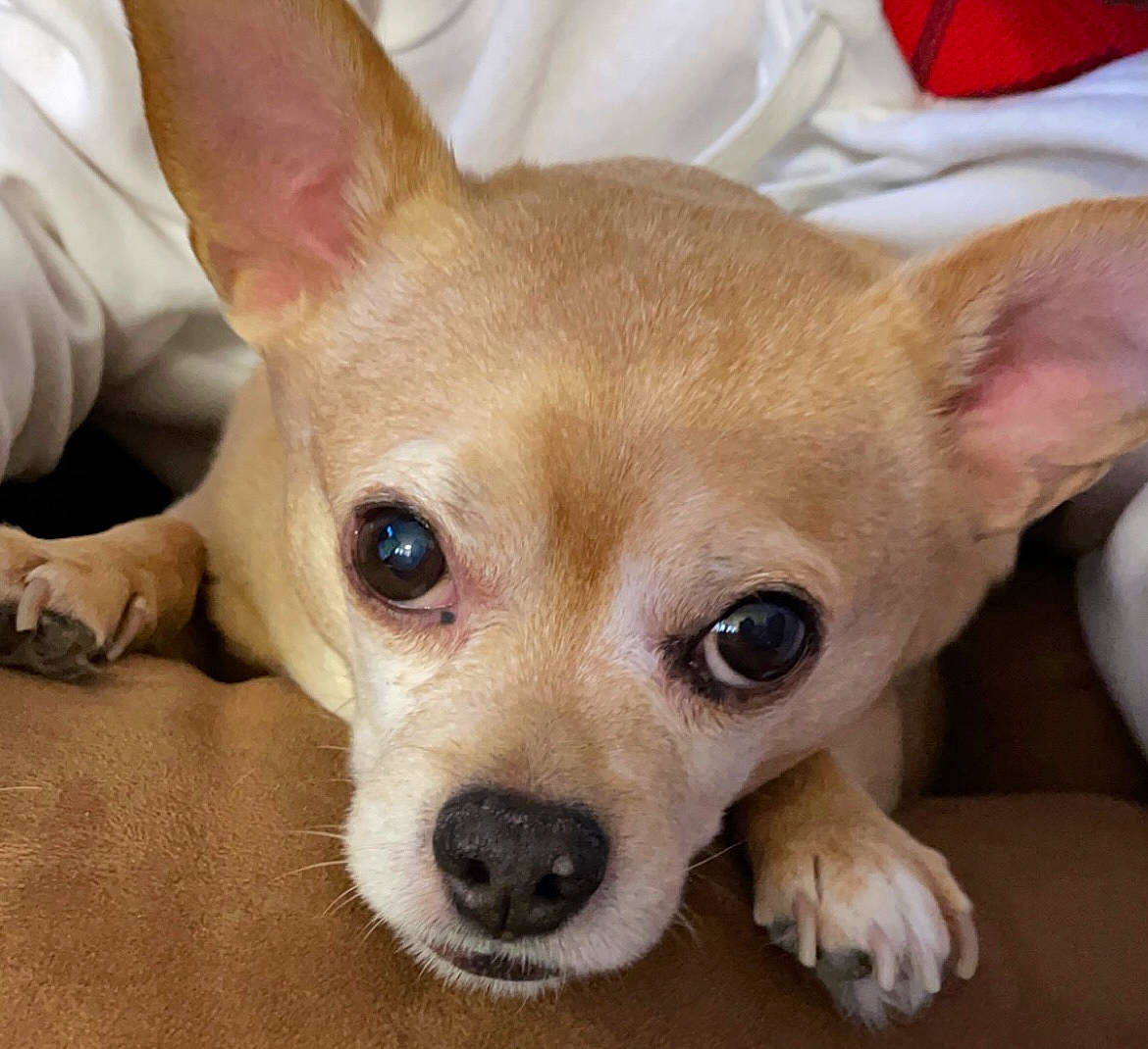 Cooper is registered to the contest to win money with this photo: bored, canidae, carnivore, comfort, companion_dog, corgi_chihuahua, dog, dog_breed, ear, eye, fawn, fur, puppy, snout, sporting_group, terrestrial_animal, toy_dog, whiskers, wood, working_animal