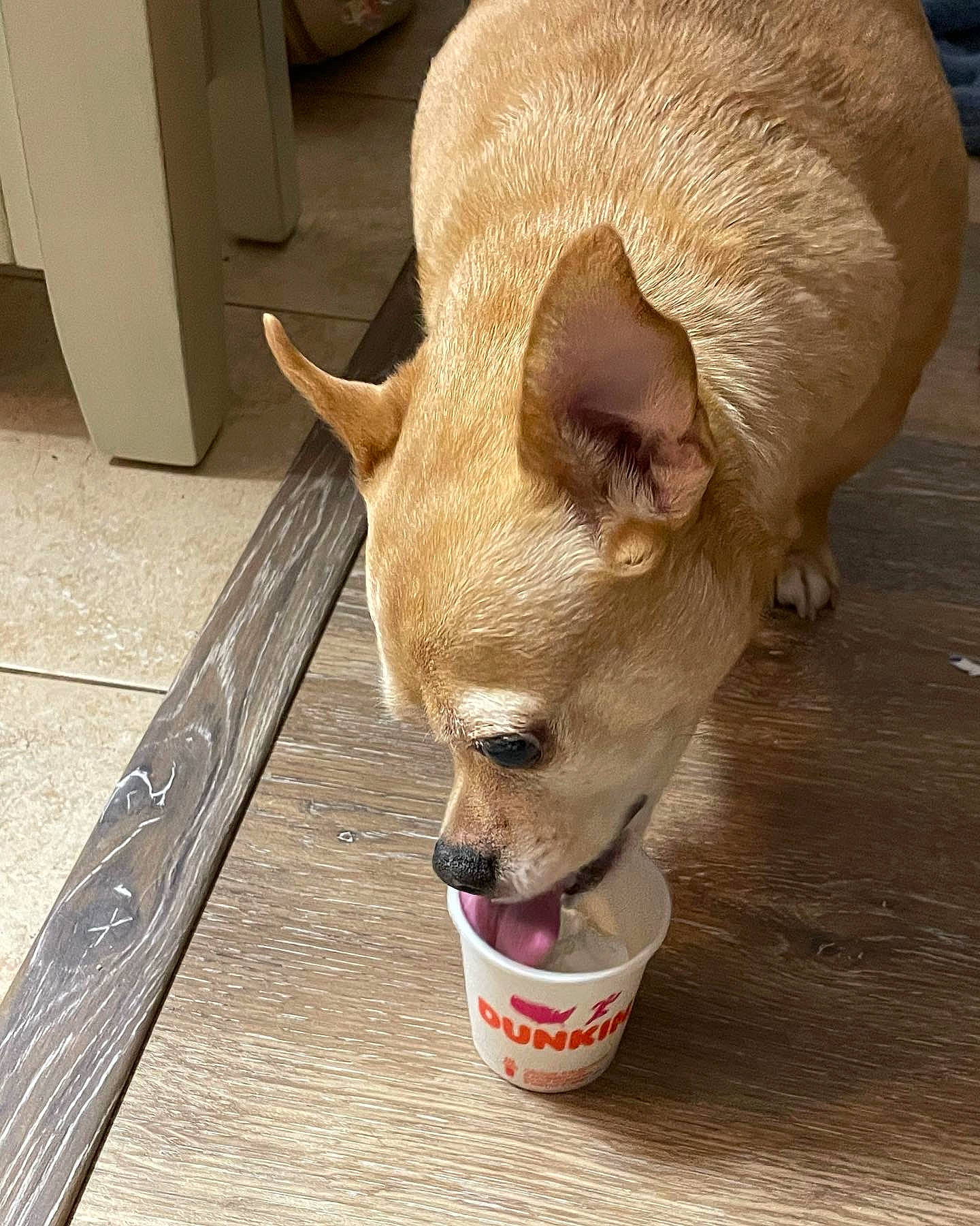 Cooper is registered to the contest to win money with this photo: cabinetry, canidae, carnivore, companion_dog, corgi_chihuahua, dog, dog_breed, dog_supply, ear, eye, fawn, fur, head, pet_supply, snout, tail, terrestrial_animal, toy_dog, whiskers, wood